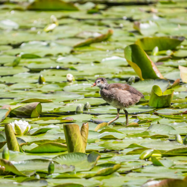 Walking on Water