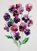 Purple Pansies