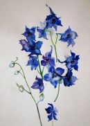 Delphiniums detail