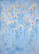 Raining Daisies