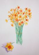 Daffodils