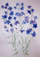Blue Delphiniums