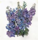 Delphiniums with ink