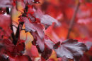 The colours of Autumn