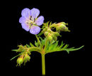 Geranium