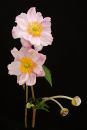 Japanese Anemone