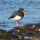 Oyster Catcher