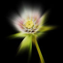 Helleborus orientalis