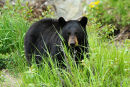 Black bear
