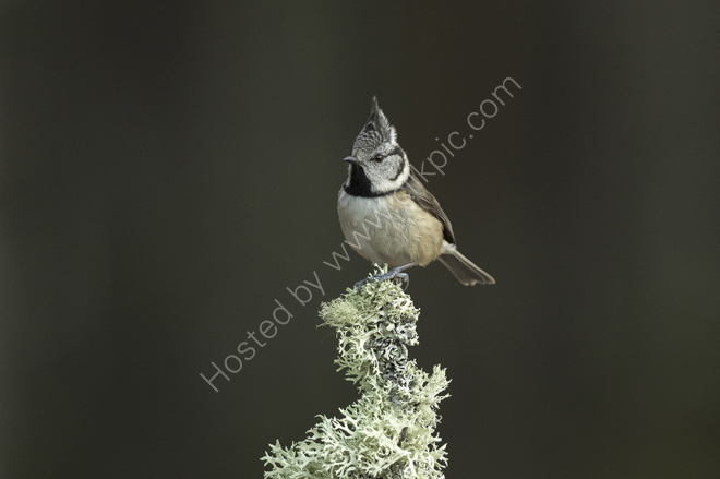Crested Tit on top of a perch