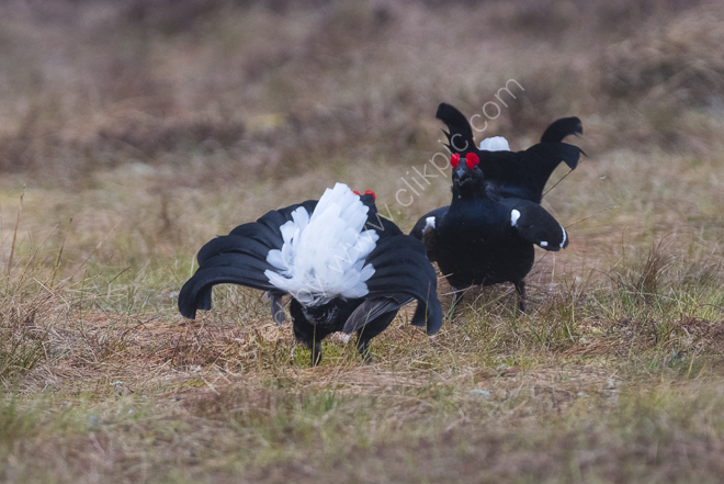 At the Black Grouse Lek