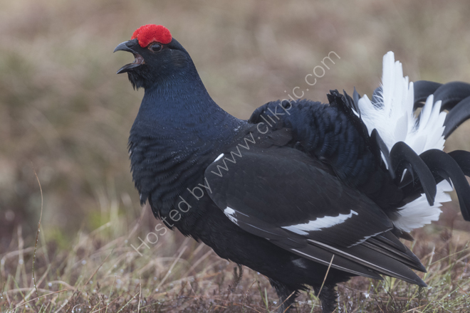 At the Black Grouse Lek