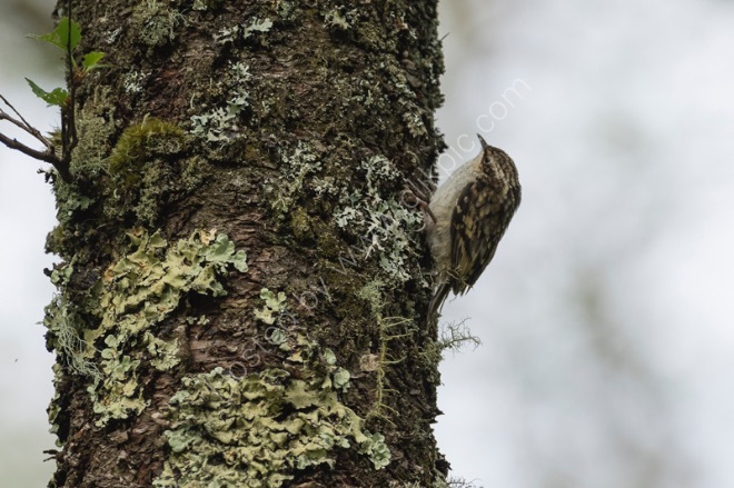 Tree Creeper