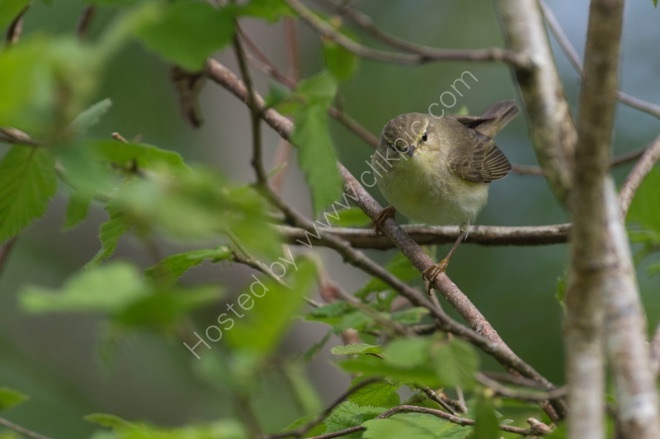 Willow Warbler