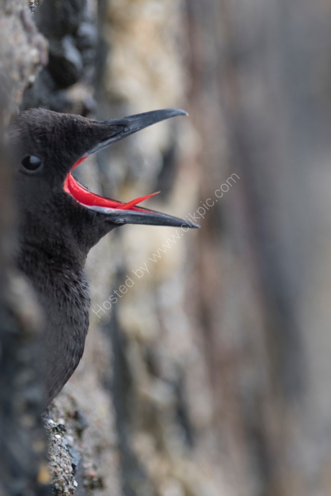 Black Guillemot calling