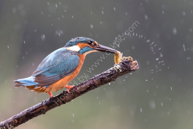 Stunning a fish