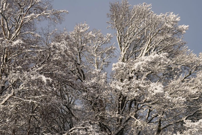 Sunlight on snow covered trees