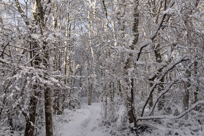 A snowy path through the trees