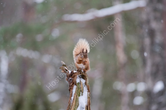 Red Squirrel on a tree stump