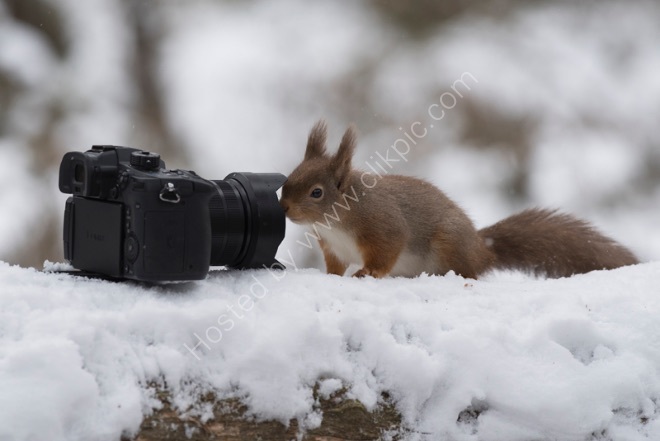 Red Squirrel and camera