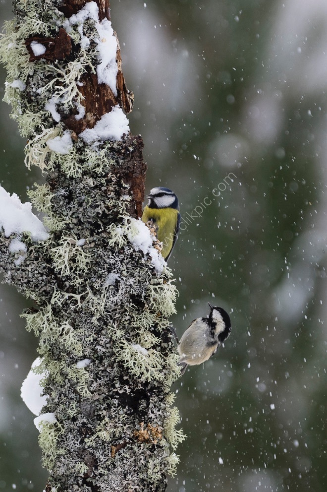 Tits in snow