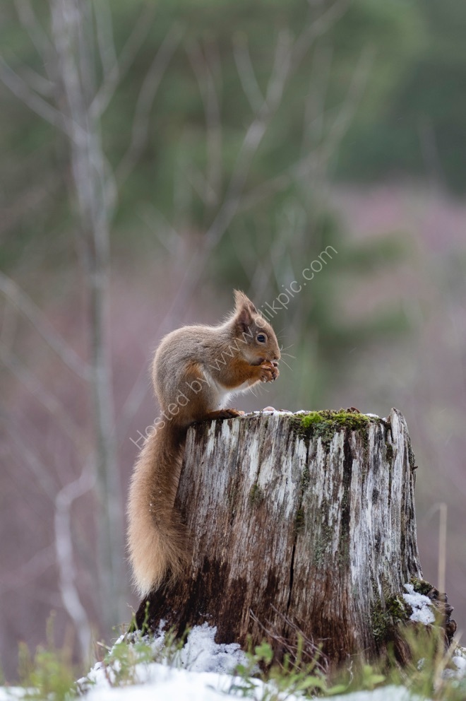 On a tree stump