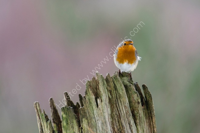 Robin "redbreast"
