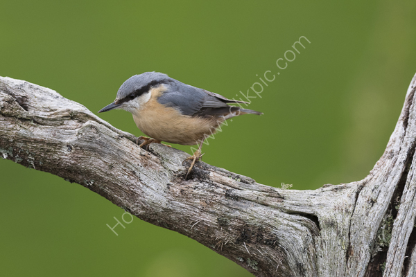 Nuthatch 1