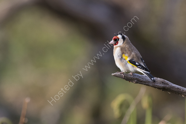Goldfinch