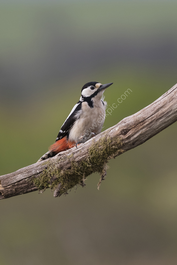 Great Spotted Woodpecker