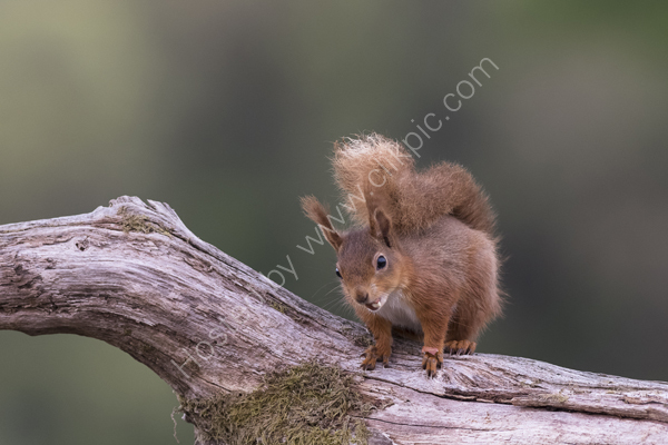 Red Squirrel on a branch