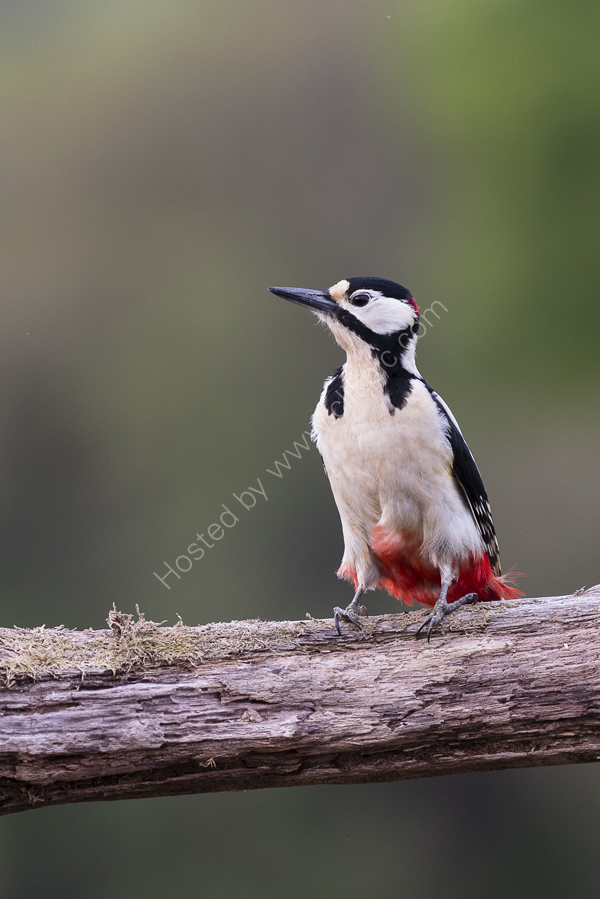 Great Spotted Woodpecker 2