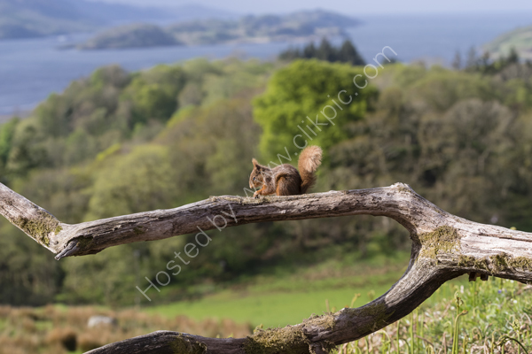 Red Squirrel above Loch Craignish