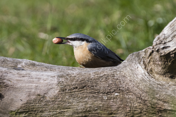Nuthatch 3