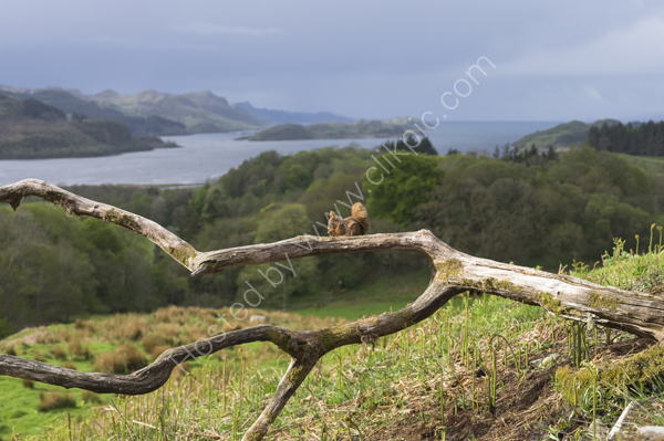 Squirrel with a view