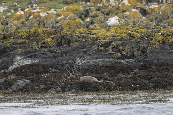 Otter feeding