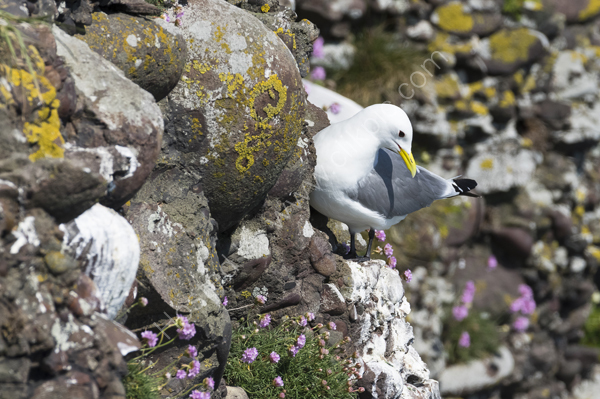 Kittiwake on a ledge