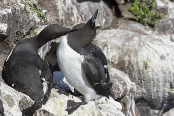 Guillemots in a tender moment