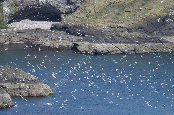 Seabirds!