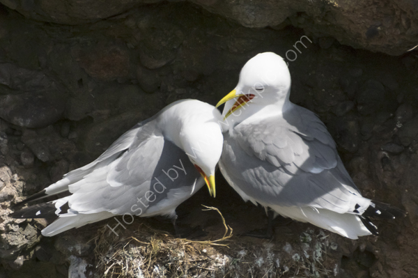 Kittiwakes being tender