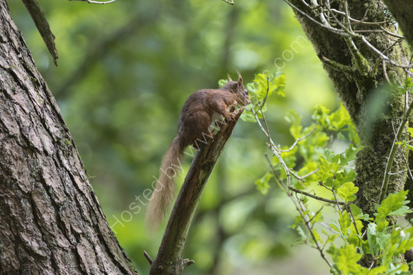 Squirrel on a branch