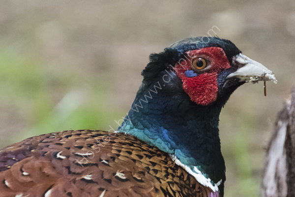Pheasant close up