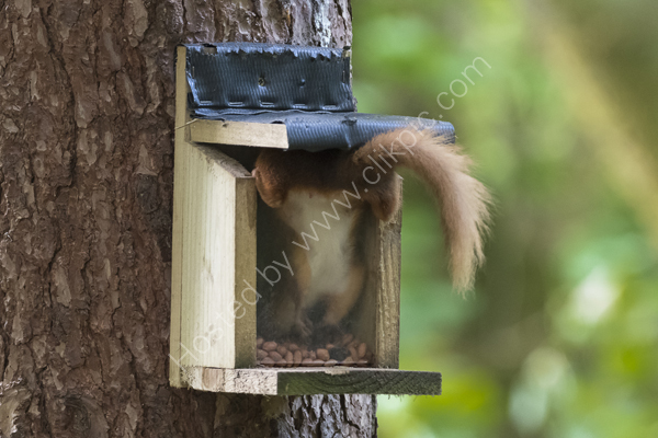 Nut hunting!