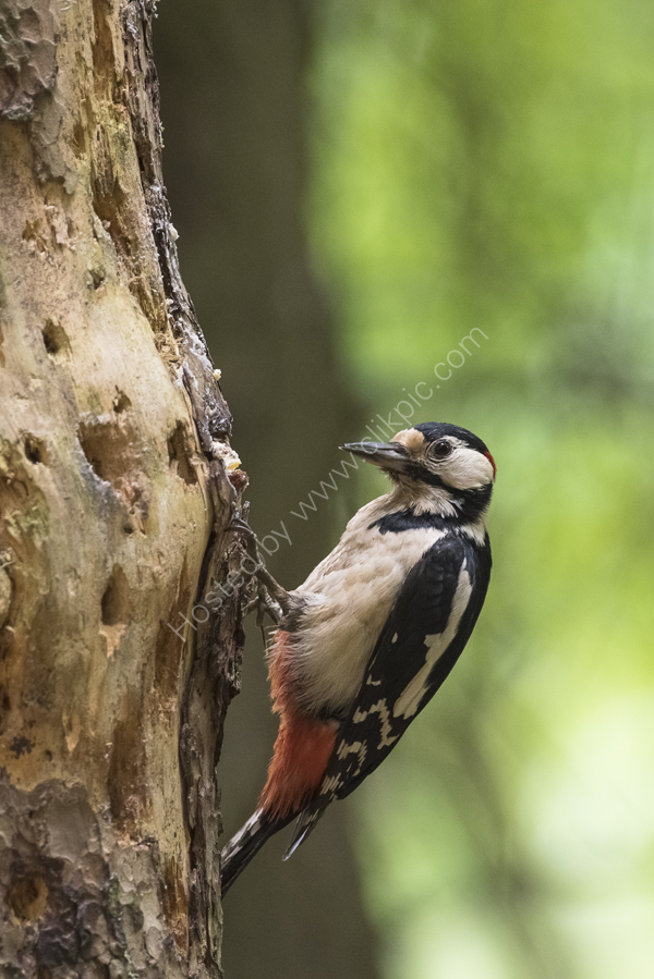 Woodpecker on a tree