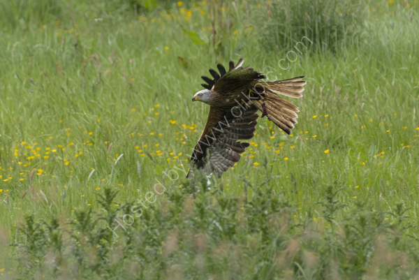 Red Kite in flight