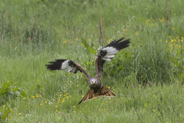 Red Kite flying