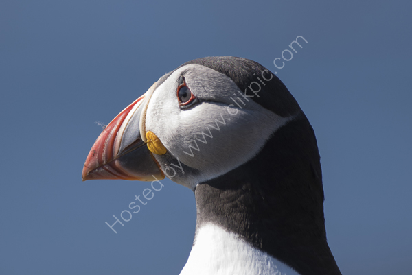 Puffin portrait