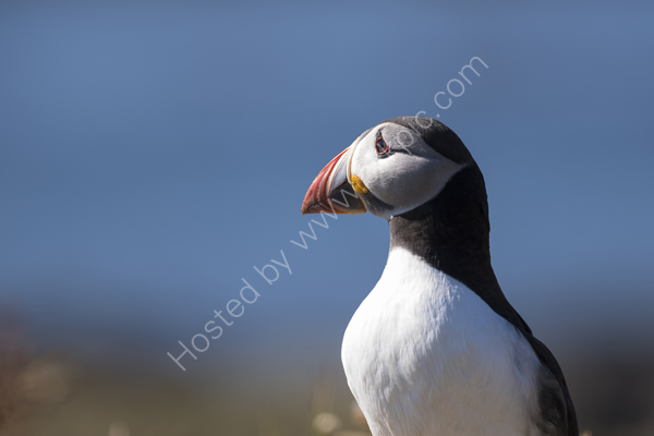 Elegant Puffin portrait