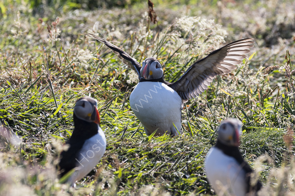 Wing-stretching Puffin