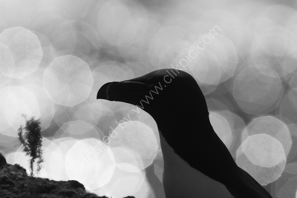 Razorbill profile